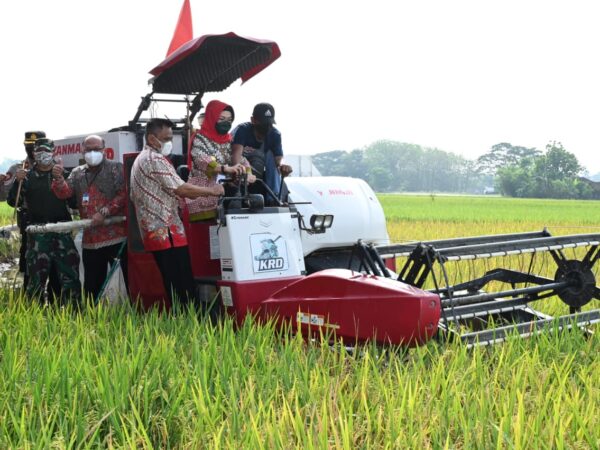 peluang combine harvester alat panen padi