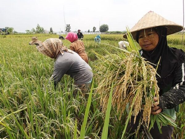 Cara menggunakan perontok padi