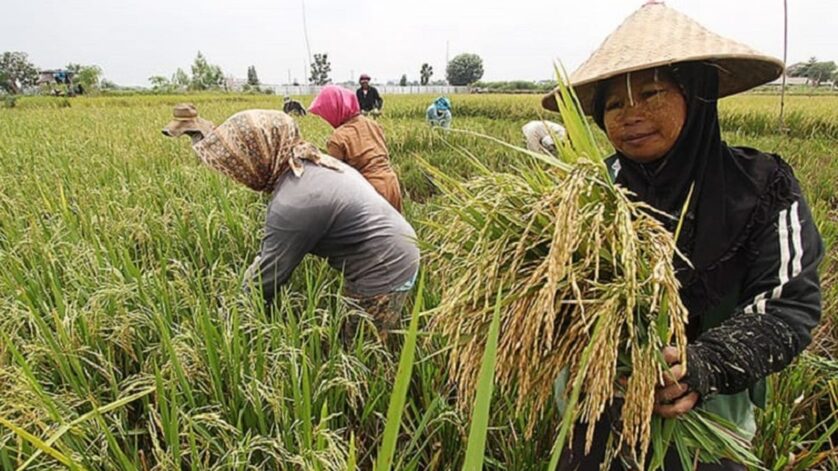 Cara menggunakan perontok padi