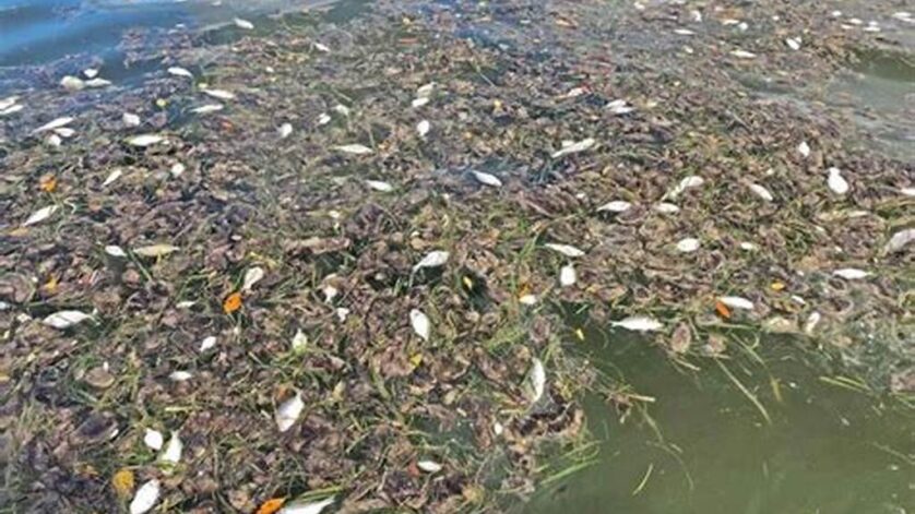 Ikan Terkontaminasi