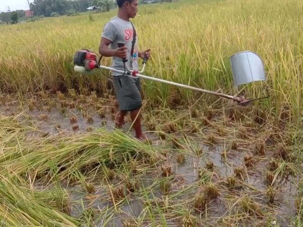 manfaat mesin pemotong padi