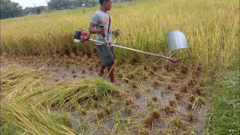 manfaat mesin pemotong padi