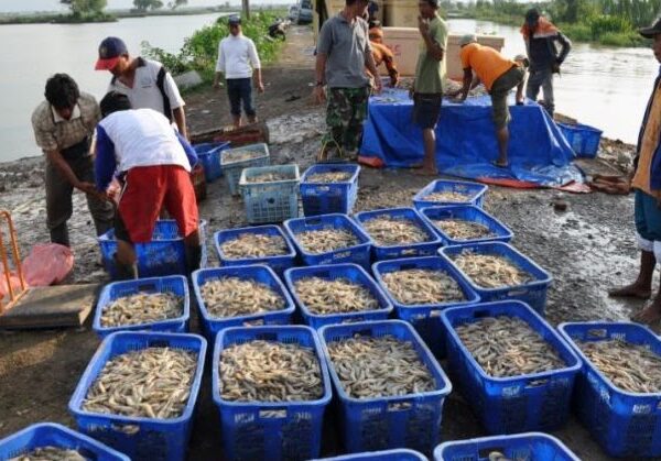 Keranjang panen udang