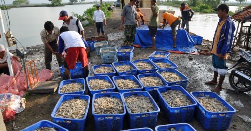 Keranjang panen udang