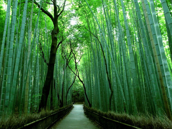 Pisau pembelah bambu