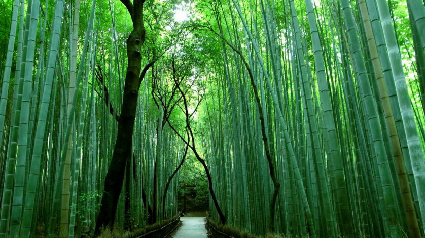 Pisau pembelah bambu