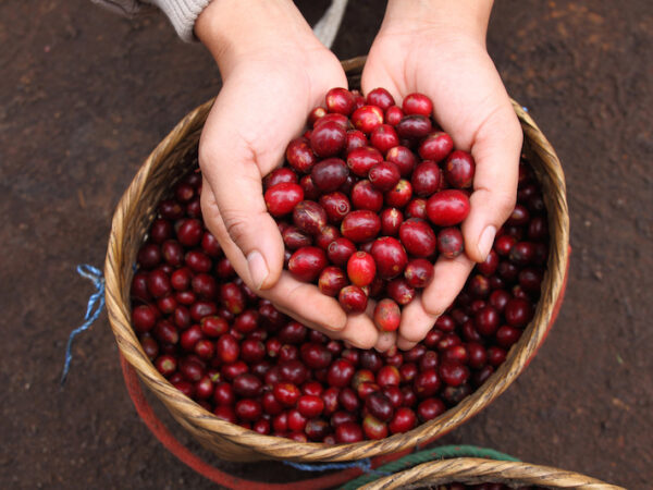 Keranjang panen kopi