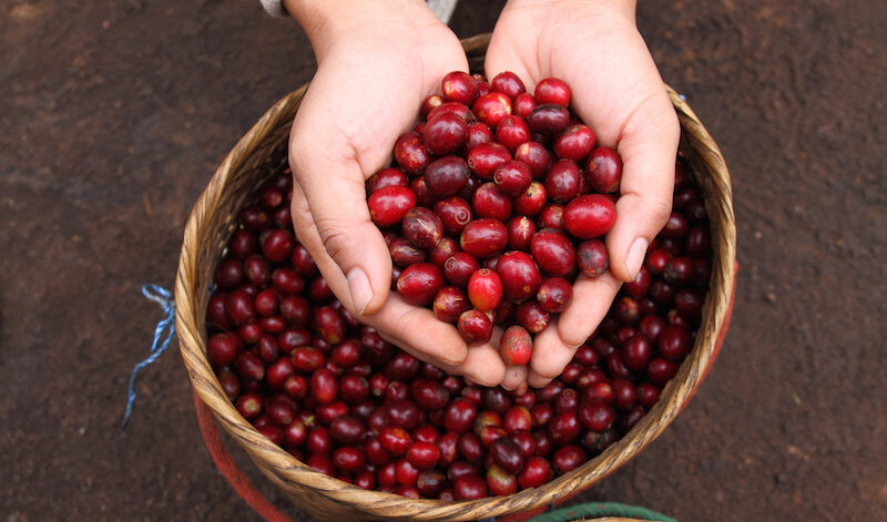 Keranjang panen kopi