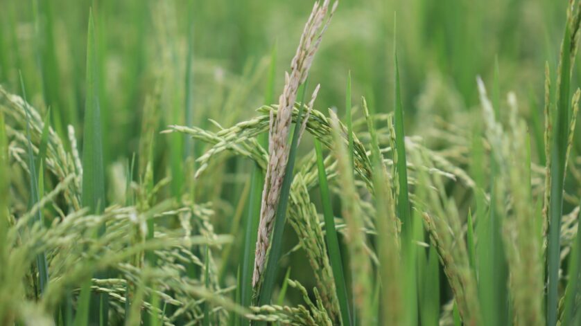 Beluk-scaled