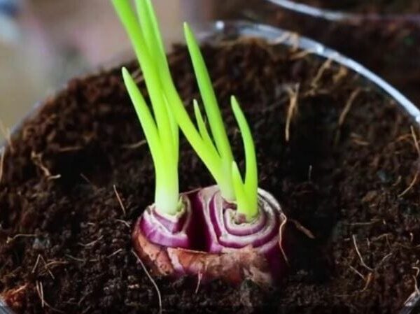 cara menanam bawang merah dalam pot