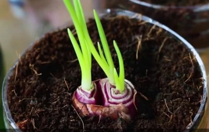 cara menanam bawang merah dalam pot