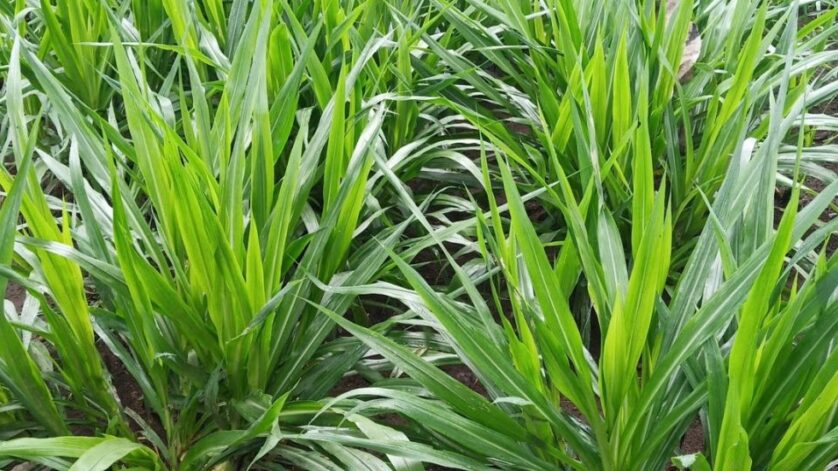 manfaat rumput sebagai bahan kompos