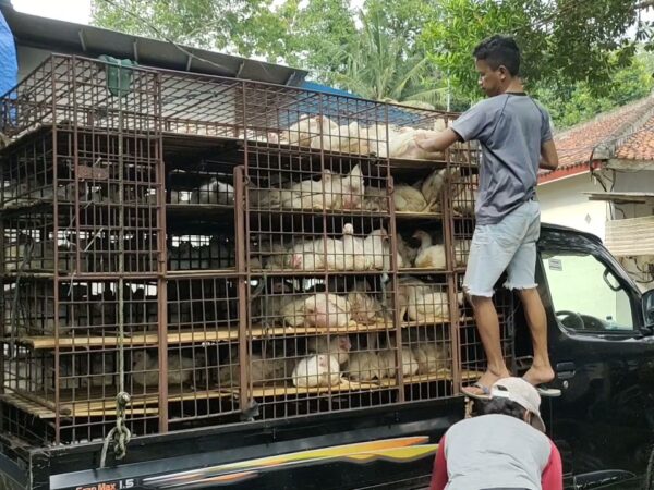 Keranjang panen ayam