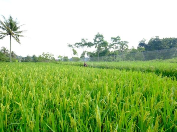 Peluang pemecah kulit padi