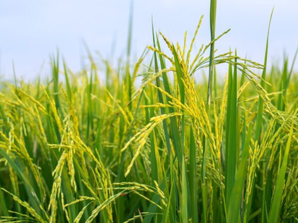Pengolahan hasil pertanian sawah