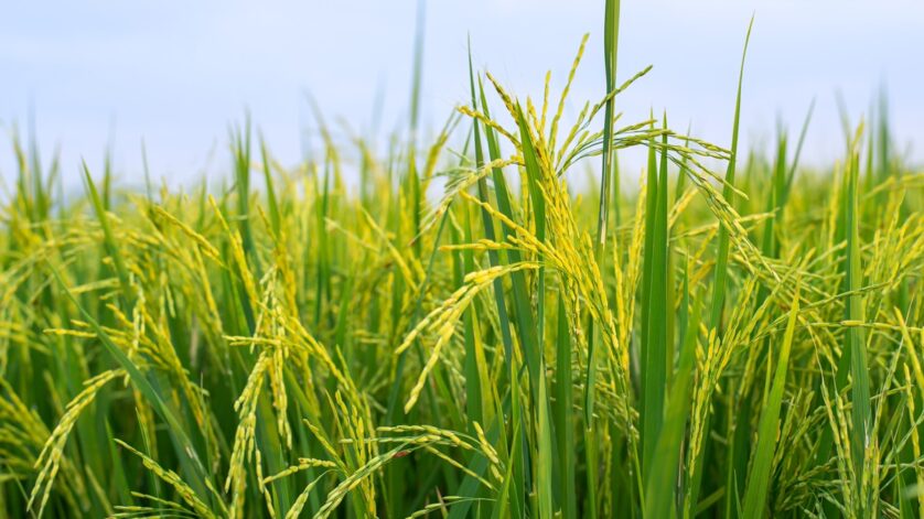 Pengolahan hasil pertanian sawah