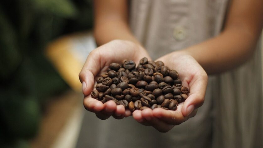 Tips Memilih Biji Kopi Segar