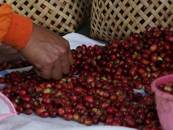 Cara Pascapanen Kopi Sederhana