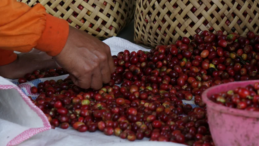 Cara Pascapanen Kopi Sederhana