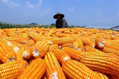 produk olahan dari jagung