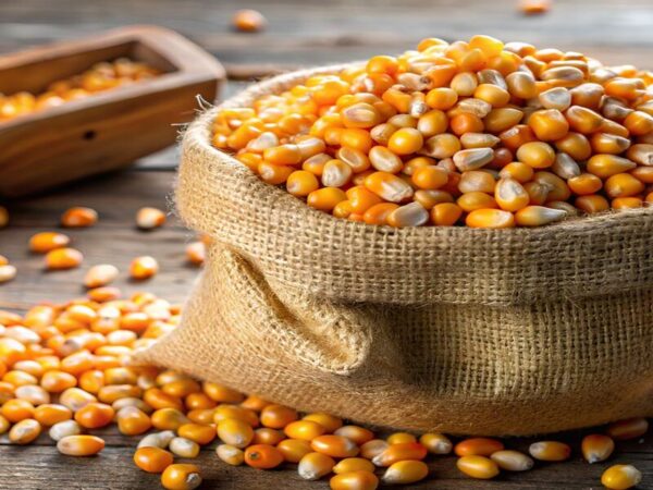 usaha pakan ternak jagung