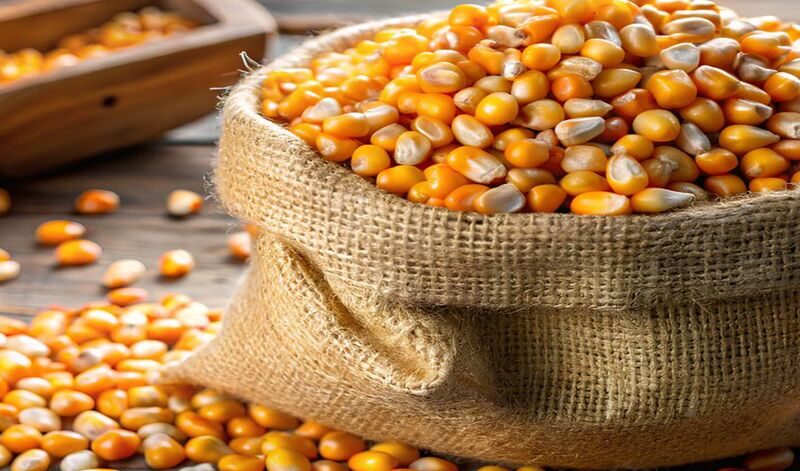 usaha pakan ternak jagung