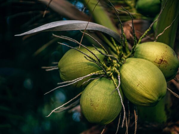 bisnis kelapa skala rumahan