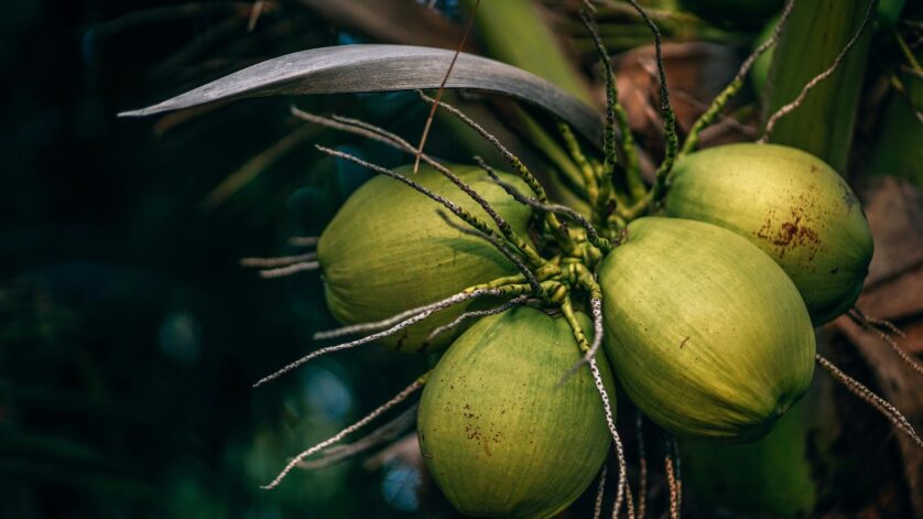 bisnis kelapa skala rumahan