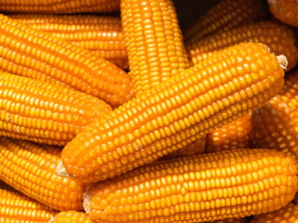 Solusi Olahan Janggel Jagung