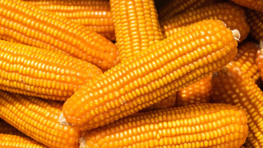Solusi Olahan Janggel Jagung