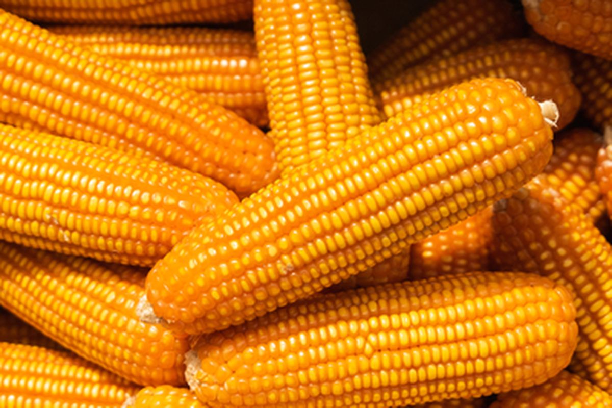 Mesin Pakan Ternak Jagung
