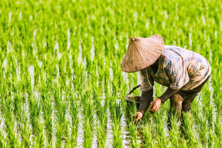 Mesin Pertanian untuk Usaha