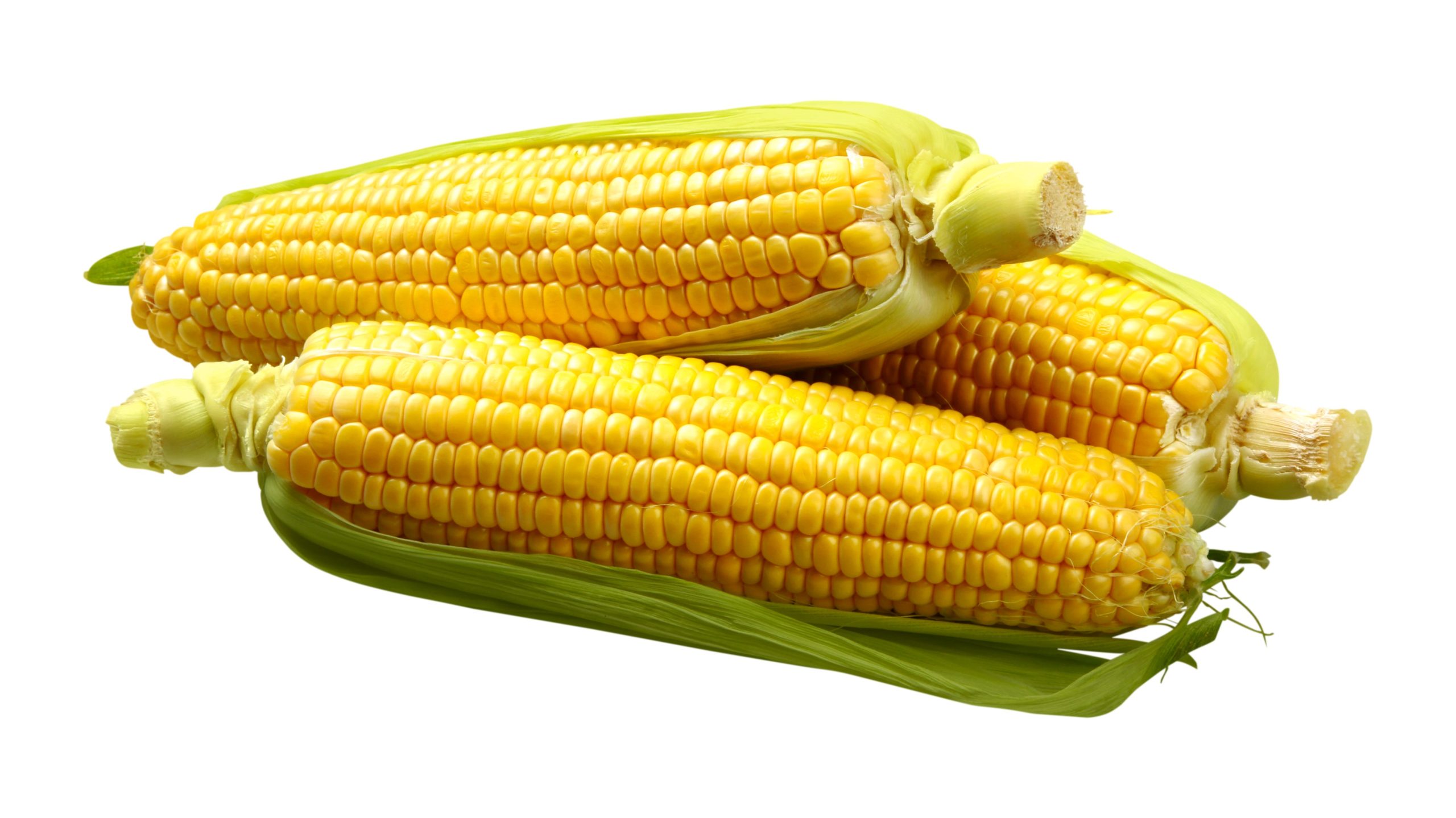 Solusi Olahan Janggel Jagung