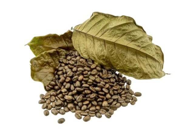 Biji kopi kering hasil pengeringan