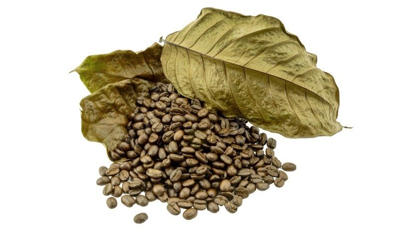 Biji kopi kering hasil pengeringan