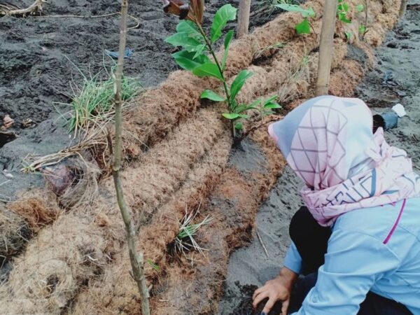 Sabut kelapa untuk peningkatan kualitas tanah