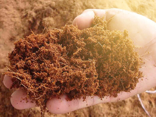 Peningkatan kualitas tanah memakai cocopeat sabut kelapa