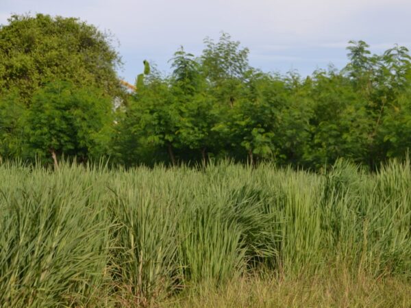 hijauan tinggi serat efektif