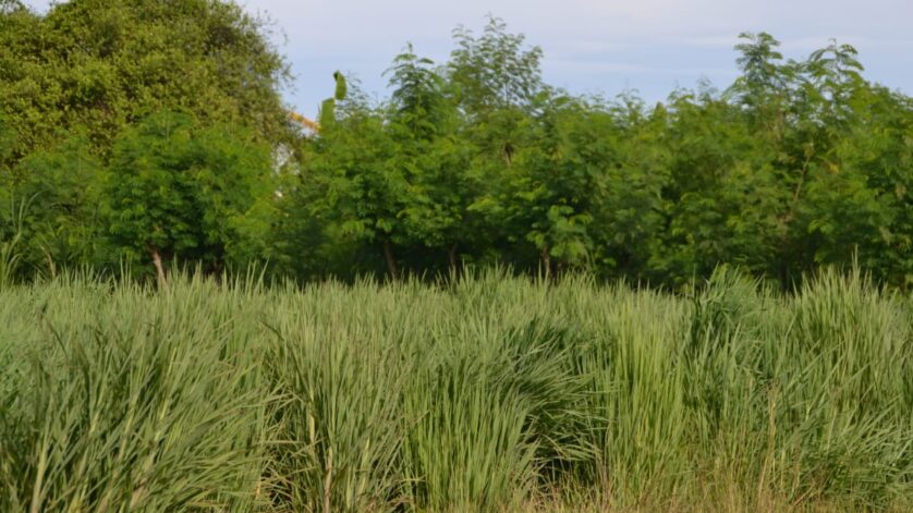 hijauan tinggi serat efektif