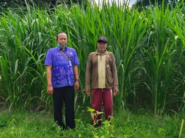 evaluasi nilai gizi hijauan