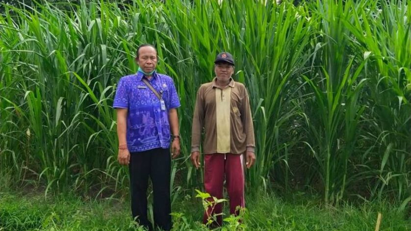 evaluasi nilai gizi hijauan