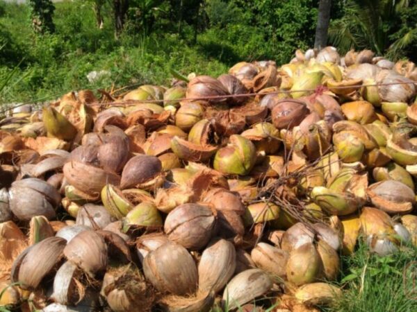 Potensi Ekonomi Limbah Sabut Kelapa