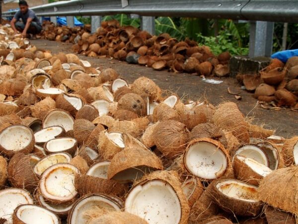 Pengembangan Industri Olahan Sabut Kelapa