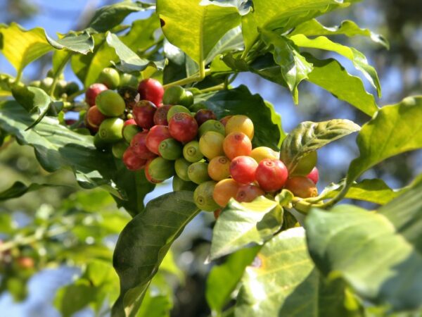 proses pengolahan kopi liberika