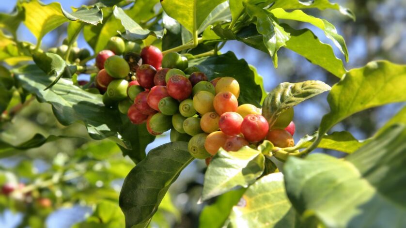 proses pengolahan kopi liberika